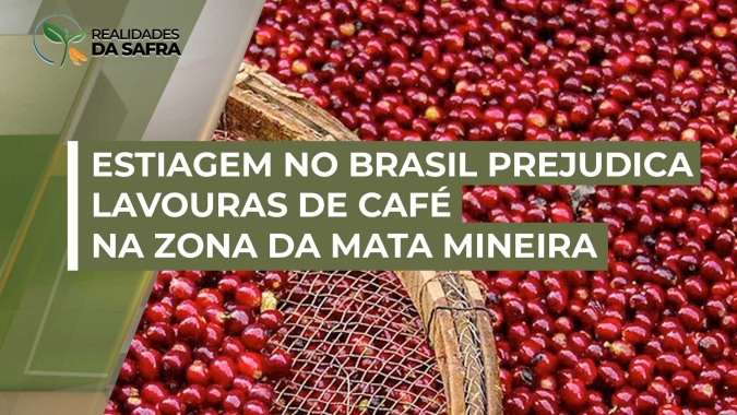 Estiagem no Brasil vem ocasionando abortamento floral nas lavouras de café da Zona da Mata Mineira
