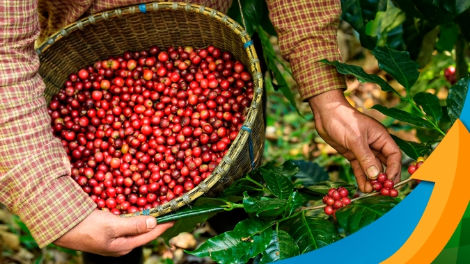 Rabobank: Notícias de chuva no Vietnã acalmam mercado do café, mas só será possível avaliar impactos na produção no segundo semestre de 2024