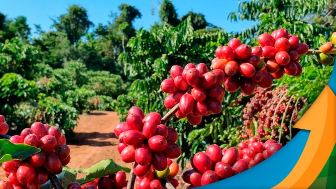 "Ninguém em sã consciência previu NY buscar 230 cents/lbp para o arábica e robusta renovando máximas todos os dias", afirma analista
