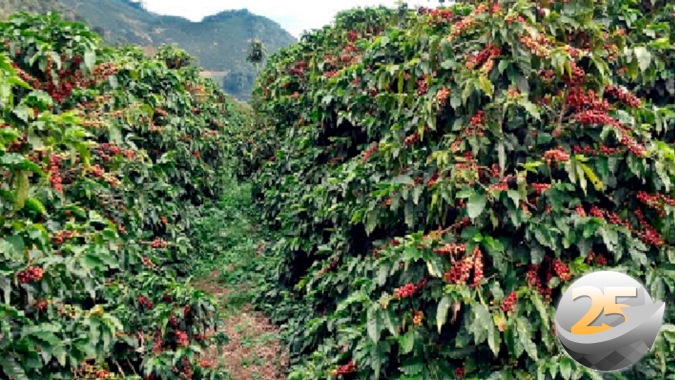 Café: Para produtor da Alta Mogiana momento é favorável na relação de troca e orientação é aproveitar para garantir disponibilidade dos produtos