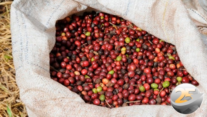 Além de pouco café no pé, grão está mais leve e algumas áreas tem até 40% litros a menos, aponta consultor