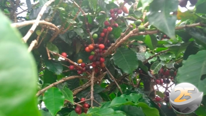 Mercado de café: Após dia de caos NY tem calmaria, mas cenário macro ainda pode balançar preços