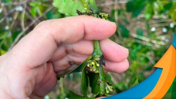 Café: Tecnologia aplicada no pré e pós-florada pode ajudar a elevar produtividade em até 8,8%