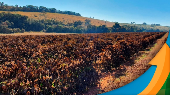 Café: Geadas atingiram 17% da área e agora preocupações se voltam para tipo de poda e manejos nutricional e fitossanitário