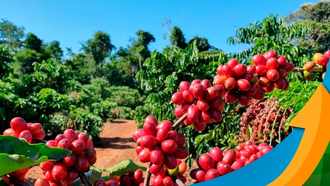 Safra 24 de café: Consultoria estima 28 sacas por ha no arábica e 55 para o conilon; mercado com preços firmes