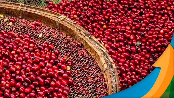 Safra 23 de café: Clima ajuda, produtor investe e primeiros resultados do mapeamento da safra mostram boa qualidade da xícara no Cerrado Mineiro
