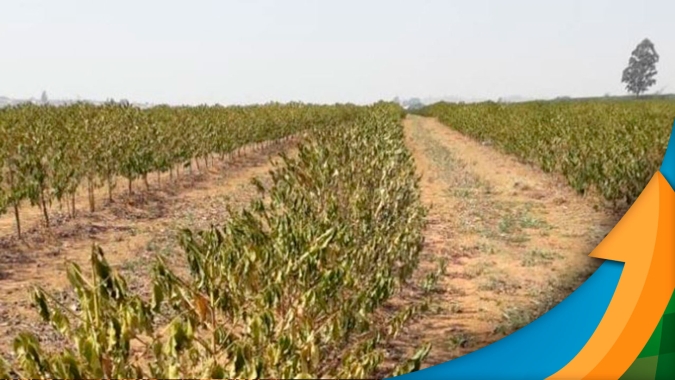Espírito Santo: Déficit hídrico chega a 300mm e áreas de conilon com irrigação já começam sentir os impactos