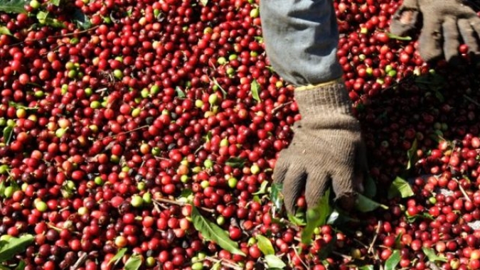 Café: Colheita avança no Brasil e derruba preços nas bolsas internacionais na manhã desta 3ª feira (27)