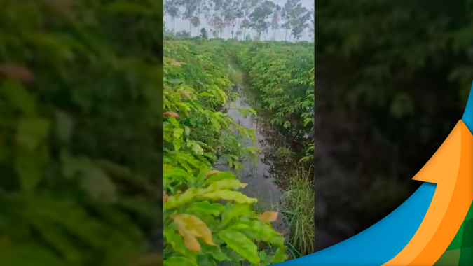 Depois de muita chuva, lavouras de café conilon no Espírito Santo têm abortamento dos grãos