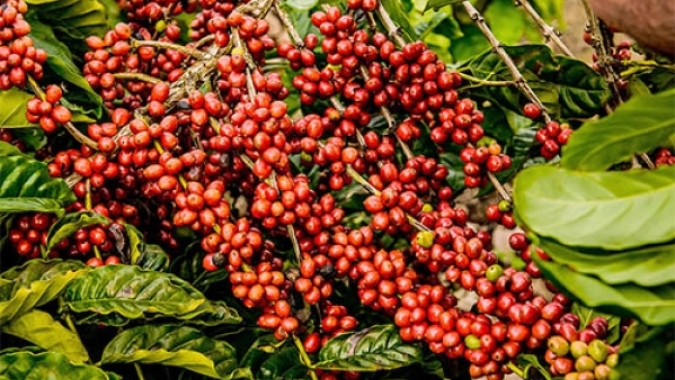 Café encerra sessão pressionado em Nova Iorque enquanto mercado segue avaliando o tamanho da safra brasileira