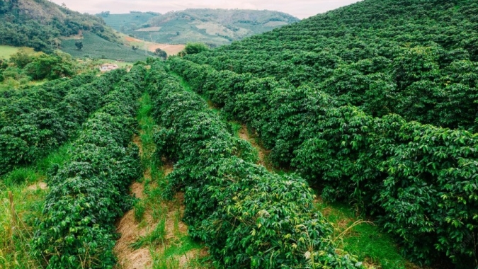 Colheita histórica à vista: café brasileiro deve bater recorde em 2026