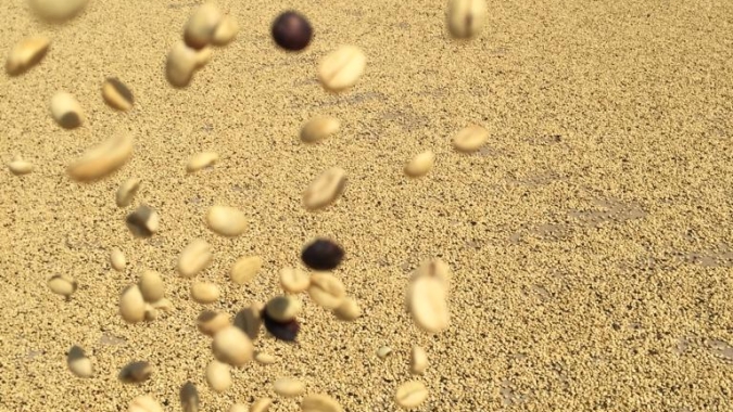 Cafeicultura sustentável: É emitido primeiro certificado de café carbono neutro no Sul de Minas Gerais