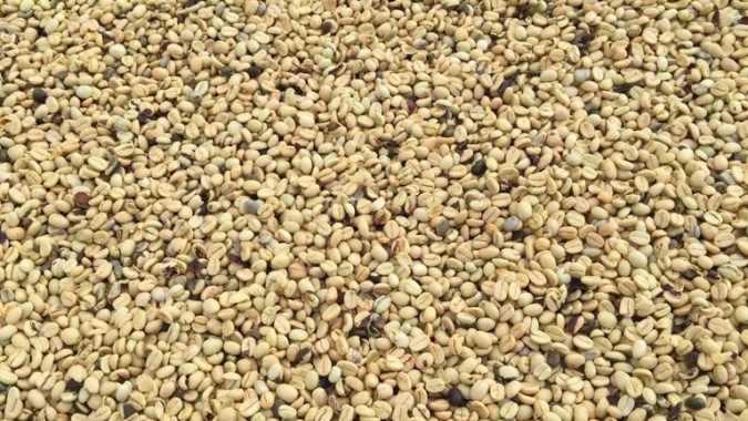 Café tem 6ª feira de estabilidade em Nova York, mas segue monitorando chuvas e estoques