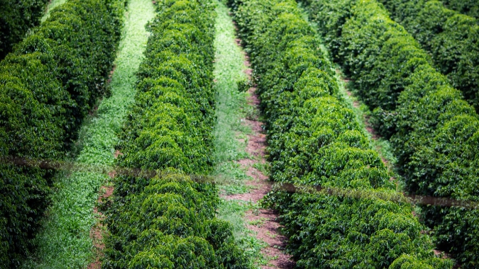Produtividade e recuperação do cafezal: como os óxidos da Caltec impulsionam o novo ciclo do café