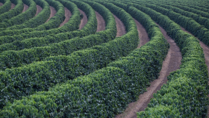 Café fecha em alta em Nova York nesta segunda (9) e mercado segue sustentado por riscos logísticos e queda nas exportações do Brasil