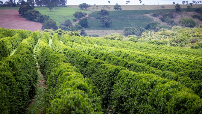 Café reage no fim do dia e arábica dispara mais de 600 pontos enquanto robusta anda de lado