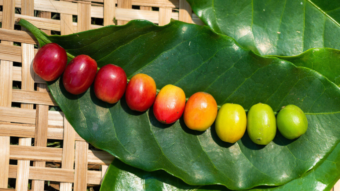 Produtores de café canéfora expandem lavouras para novas áreas no Brasil, incluindo MT