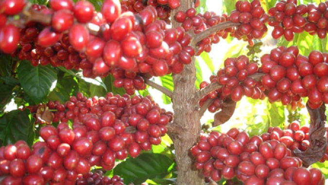 Após sequência de altas, café arábica recua em Nova York e robusta encerra sessão em alta