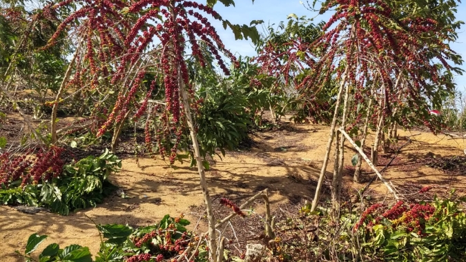 Ventos intensos atingem pontuais áreas de lavouras de café conilon no Espírito Santo; veja fotos