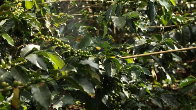 Café mantém baixas mesmo em dia de queda no dólar e números negativos da Colômbia