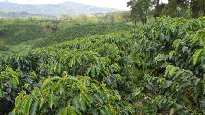 Colômbia reporta problemas na formação dos frutos e queda de 10% nas exportações