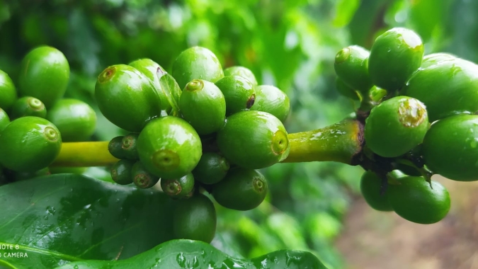 Com queda nos estoques, café estende ganhos e ultrapassa 250 cents/lbp em Nova York