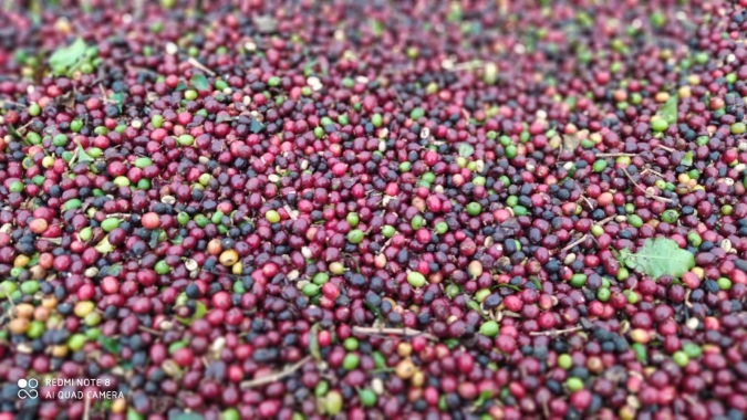 Café estende baixas: Apesar de nova queda nos estoques, colheita no BR pressiona