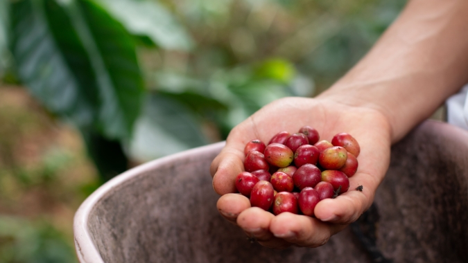 Café: Preços do robusta realizavam lucros na manhã desta 3ª feira (27)
