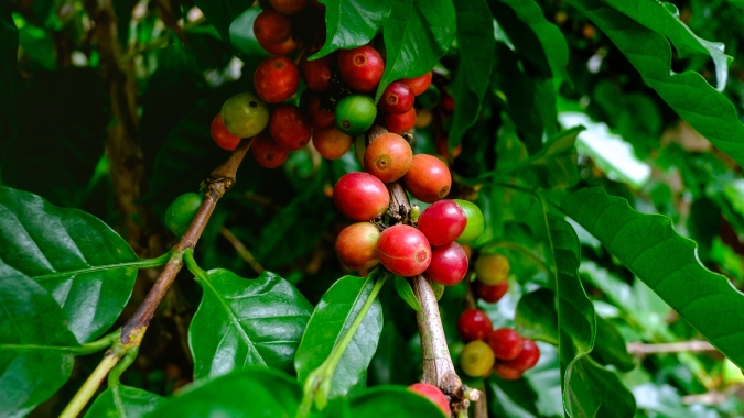 Chuvas no Brasil consolidam baixas nas bolsas internacionais do café no fechamento da sessão desta 3ª feira (23)