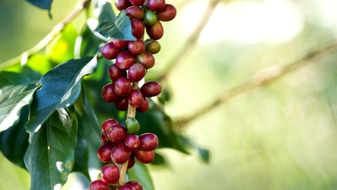 "Hoje o café não permite brincadeiras, o produtor não controla clima, mas controla gestão, o que é ponto chave", afirma Nespresso
