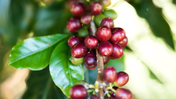 Previsão de chuvas no Brasil consolida baixas do café arábica nesta 6ª feira (24)