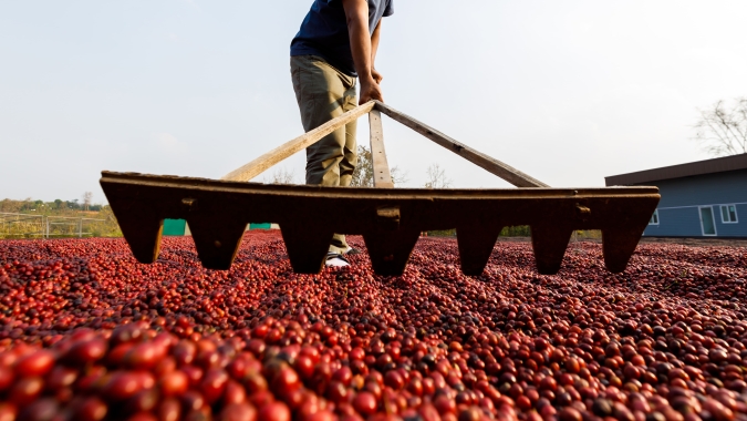 Café recua ao final desta terça com arábica e robusta sob pressão técnica e câmbio