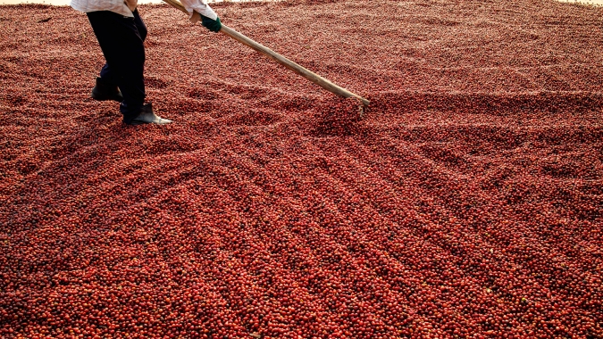 Exportação dos Cafés do Brasil totaliza 42,96 milhões de sacas no acumulado de onze meses