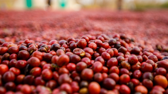 Mesmo com safra brasileira andando bem, preocupação com clima persiste e café avança