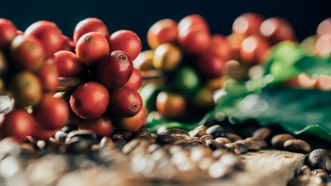 Cenário promissor: Nos últimos anos, café robusta registra crescimento significativo e ainda tem potencial para expansão no Brasil