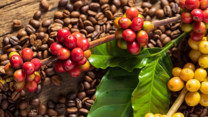 Após Natal, preços do café arábica trabalham em campo misto em NY nesta 6ª (26)