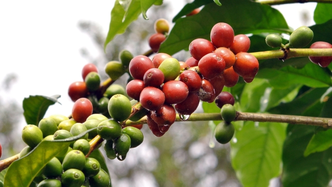 Café tem 3ª feira de altas em Nova York para o arábica com clima do BR no centro das atenções