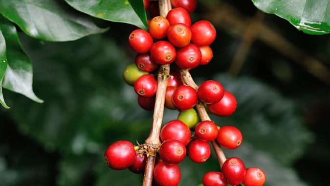 Oferta segue pressionando os preços do café, que trabalhavam com ganhos moderados na manhã desta 2ª feira (09)