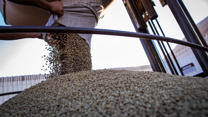 Café despenca em NY com pressão da safra brasileira e mercado reage no robusta