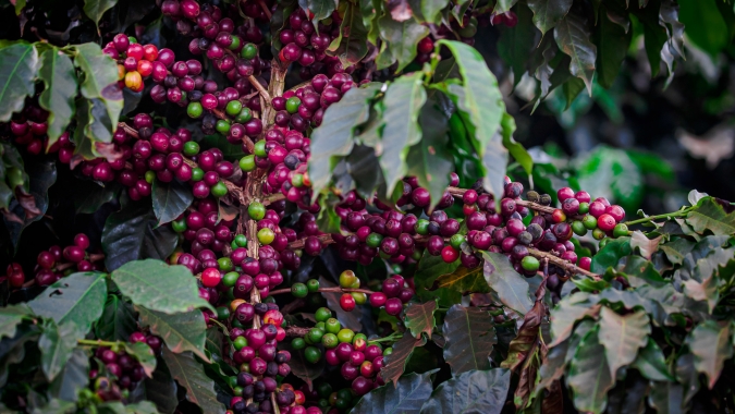Colheita de café: volume chega a 17,8% na área de ação da Cooxupé