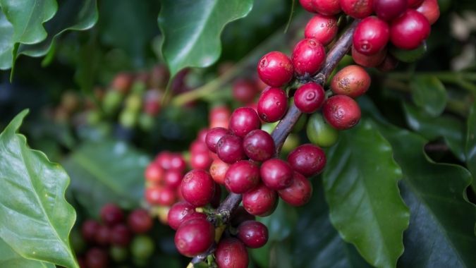 Preços do café trabalhavam com ganhos de mais de 2% na manhã desta 6ª feira (13)