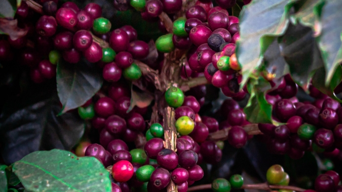 Café: Preços disparam com risco climático no Brasil, aponta Hedgepoint Global Market