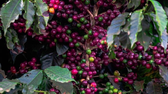 Café abre sem direção única: arábica recua e robusta sobe com mercado atento à oferta curta no Brasil