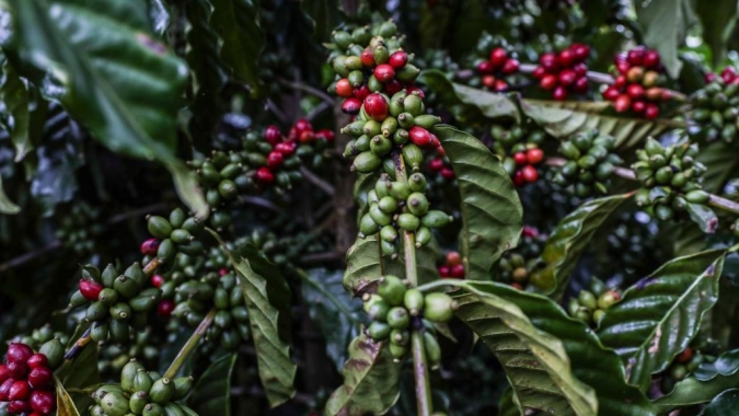 Apoio do Governo de MT a produtores favorece crescimento da produção de café no Estado, aponta Conab