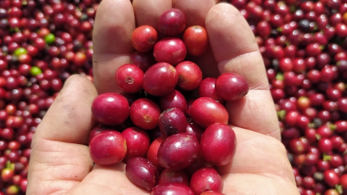 Café: Após valorização expressiva, arábica tem ajustes nos preços em Nova York