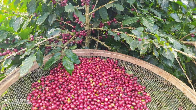 Mercado do café inicia 3ª feira (15) com fortes ganhos nas bolsas internacionais