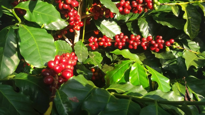 A produção da espécie de Coffea arabica ocupa área de 1,48 milhões de hectares e de Coffea canephora 369,65 mil hectares no ano-cafeeiro 2025