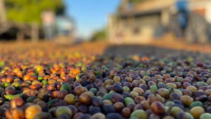 Café tem dia de baixas em NY; No BR mesmo com físico pagando mais, mercado segue travado