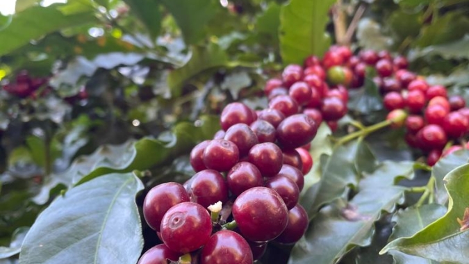 Estoques da ICE têm recuperação e pressiona mercado futuro do café em Nova York