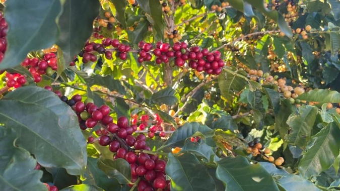 Influência do La Niña é maior no café; cana e algodão mantêm produtividade, destaca relatório da hEDGEpoint Global Markets